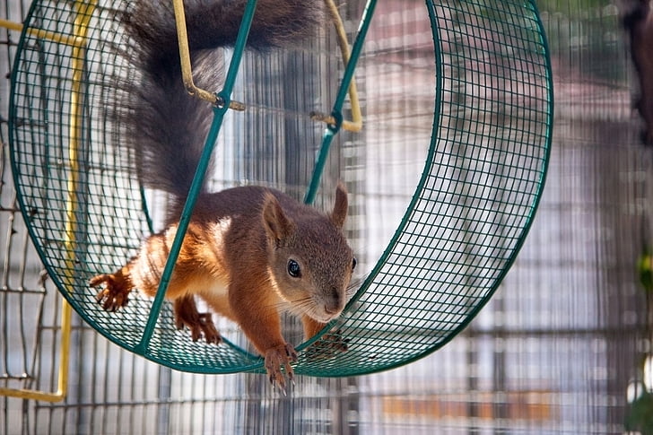 squirrel, wheel, curious, redhead, one animal, cage, rodent