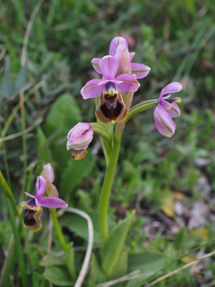 Slanka orchidėja, Ophrys scolopax, orchidėjos gamta, orchidėja, Ophrys, užspaudžiamas loz, Orchidaceae
