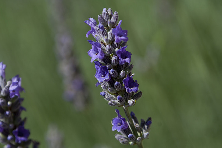 lavender, flower, nature