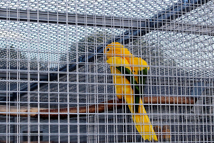 captivity, cage, bird cage, bird, parakeet, gold parakeet, plumage