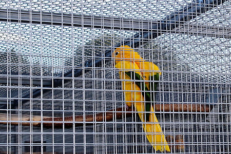 zatočeništvu, kavez, ptica kavez, ptica, mali papagaj, Zlatni papagaj, perje