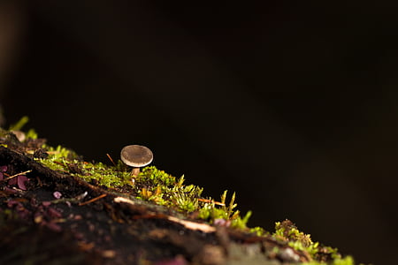 cogumelo, musgo, fungo de árvore, esponja, à noite, sem pessoas, ao ar livre