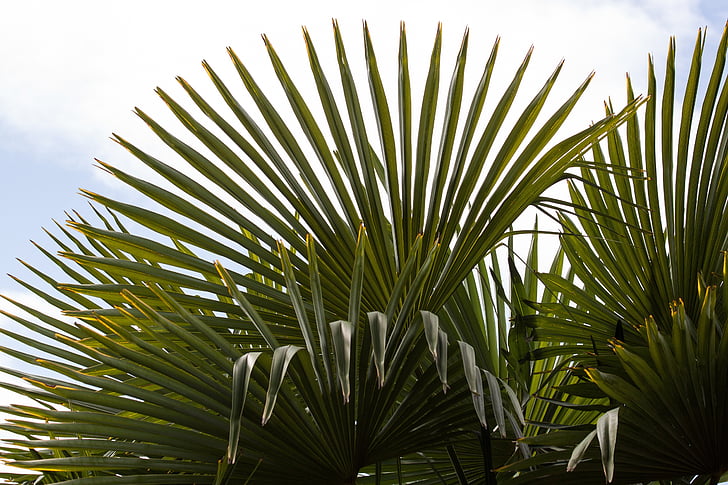 Fächerpalme, Palm, Hand geformt, Split, Blätter, fächerförmigen, biodata