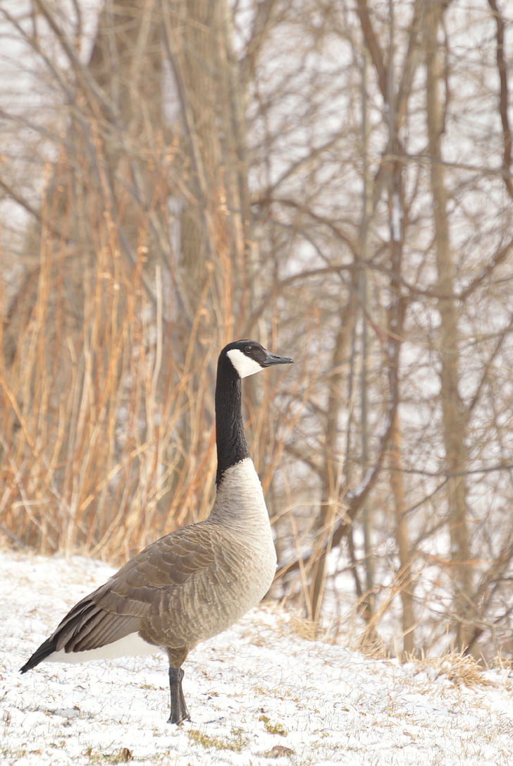 Canada goose, Niagara řeka, Zimní, sníh, pták, volně žijící zvířata