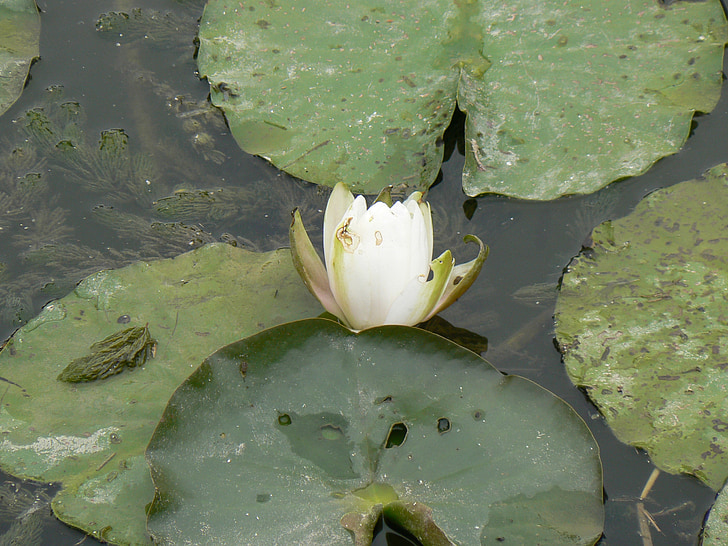 water lily, Creek, natuur