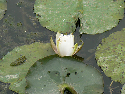 water lily, creek, nature