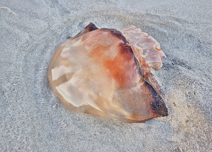 jellyfish, beach sea, nature, ocean, life, sand