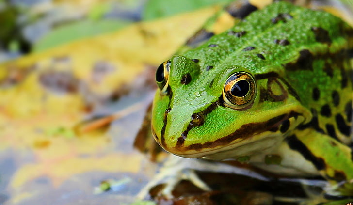 groda, grön, grön groda, dammen, vatten, amfibie, Frog pond