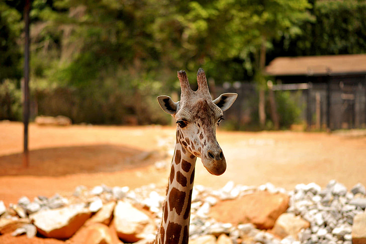 giraffe, wildlife, animal, zoo, african, big, brown
