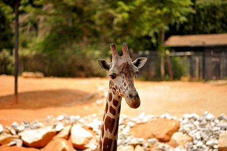 žirafa, volně žijící zvířata, zvíře, Zoo, Africká, velké, hnědá