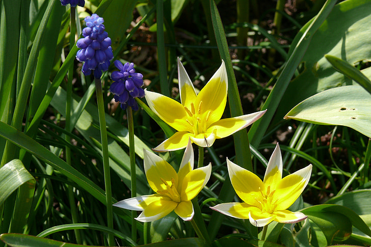 Tulip tarda, Muscari, nho hyacinth, màu vàng, màu xanh, mùa xuân, Blossom