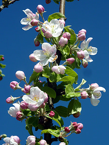 Direction générale de la, fleurs, printemps, Sky, bleu, floraison, nature