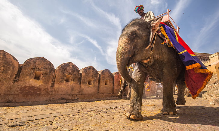 animal, elephant, fort, owner, person, ride, rider