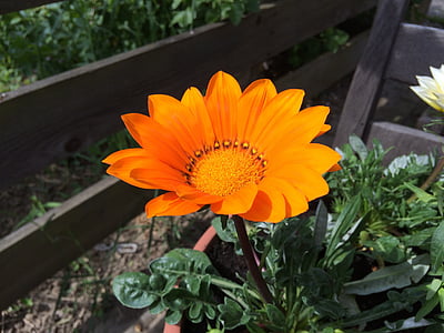 ガザニア, オレンジの花, フラワー ガーデン, 複合材料, 夏の花, 春, フローラ