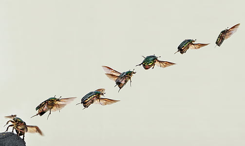 shiny rose gold beetle, beetle, cetoniinae, rose beetle, cetonia aurata, common rose beetle, departure phase