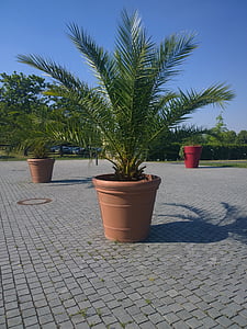 palmy, roślina, Rozmowa kwalifikacyjna, Hesja, Miasto, Państwa ogród Pokaż, garnek