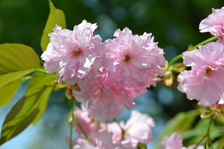 cherry blossom, tree, flower, flowers, bloom, blossoms, blooms