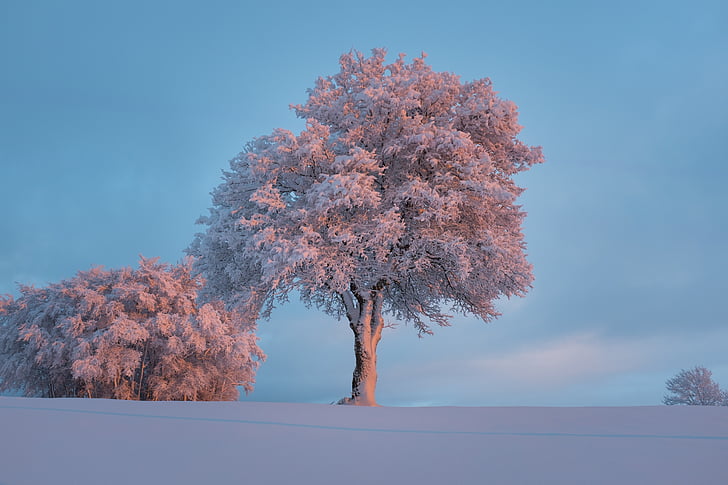 білий, дерево, синій, Хмарно, обліковий номер, Природа, землі