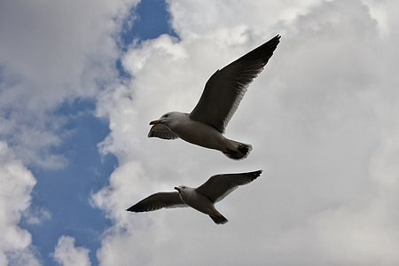 animal, sky, cloud, sea gull, seagull, seabird, wild animal