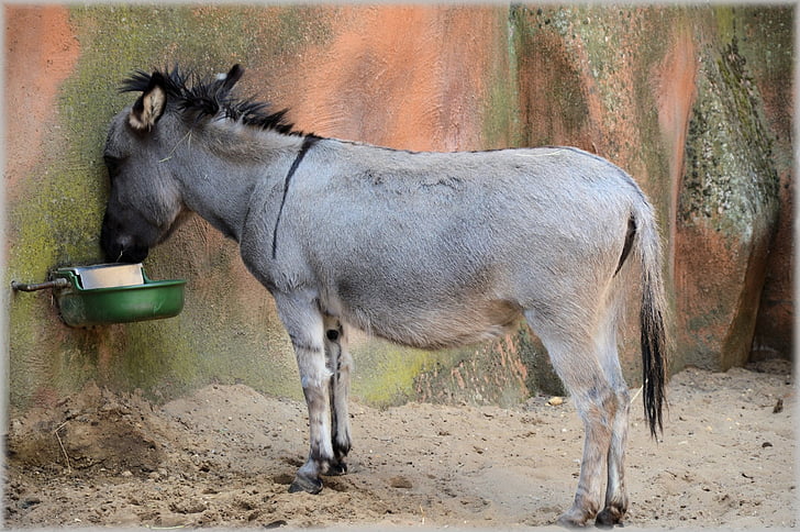 donkey, mule, ass, animal, mammal, rural, funny