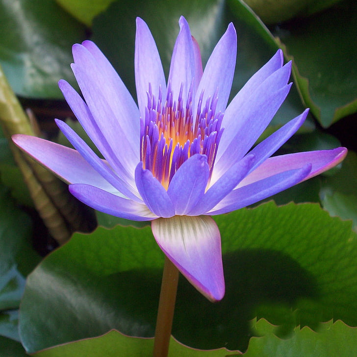 Lily, lily air, ungu, bunga, perairan, bunga, mekar