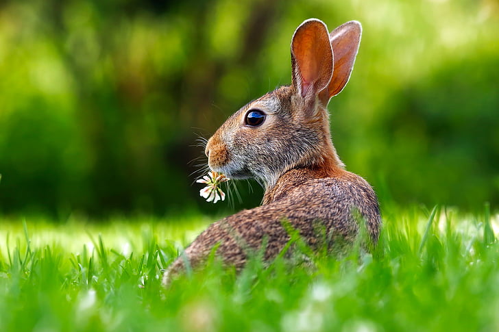 rabbit, hare, animal, cute, adorable, lawn, grass