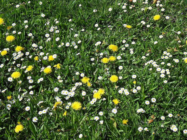 virág meadow, rét, nyári rét, Daisy