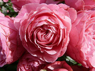 naik, merah muda, bunga mawar, mawar, Floribunda, pomponella, umbel