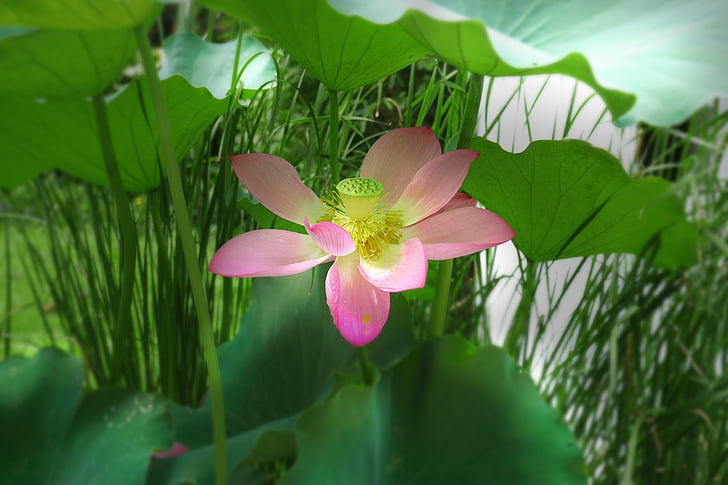 Lotus, sommer, plante, blomstrende, frisk