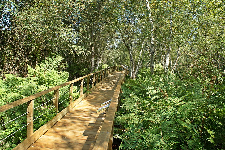 metsa, kõnnitee, Bridge, taimed