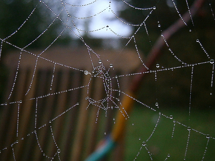 クモの巣, ネットワーク, 秋, ドリップ, 一滴の水, 自然, 美しい