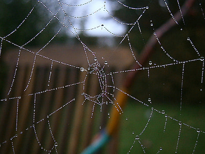 paukova mreža, mreža, jesen, kapanje, kap vode, priroda, lijepa