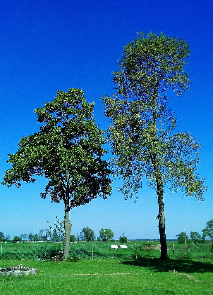 medis, pieva, kraštovaizdžio, Gamta, žalia, mėlyna