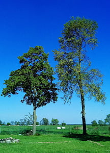 koks, pļavas, ainava, daba, zaļa, zila