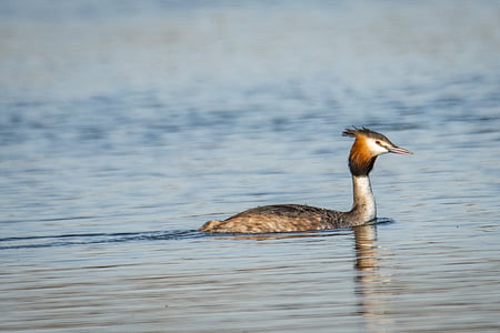 great crested grebe, grebe, bird, animal, poultry, nature, animal world