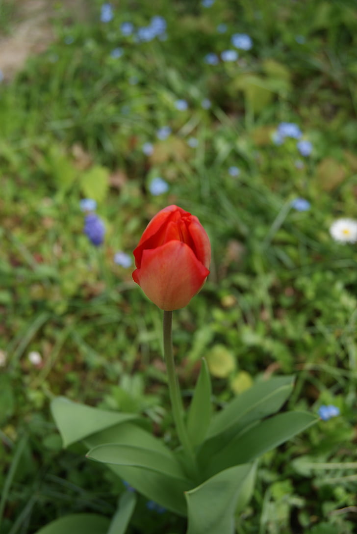 tulip, flowers, nature, flower, plant, springtime, summer