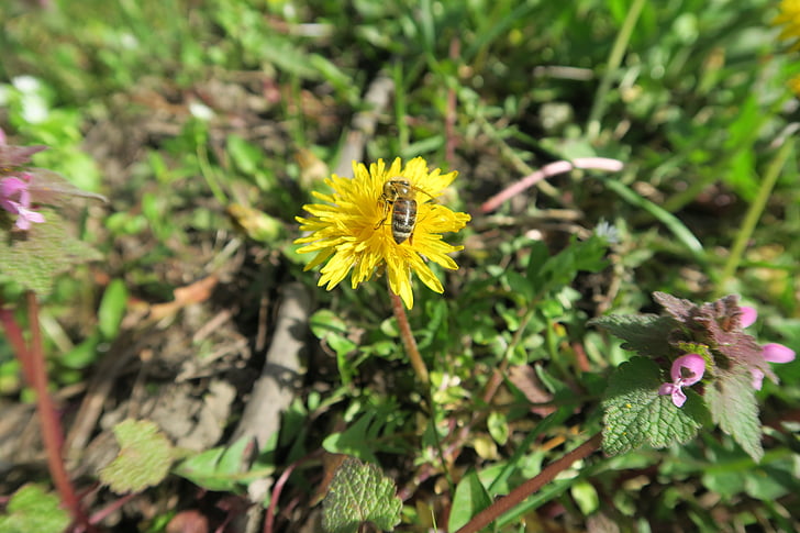 lebah, Dandelion, padang rumput, kuning, musim semi, bunga Padang rumput, Tutup