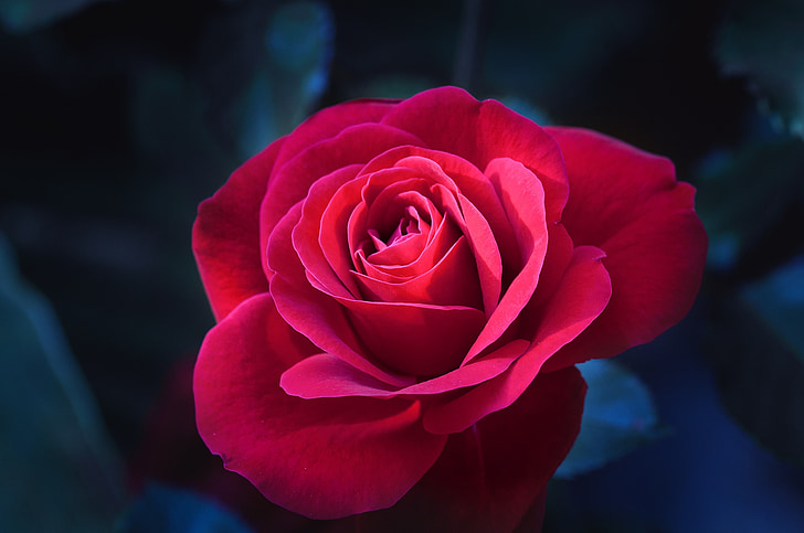 Rose, fleur, rouge, Blossom, Bloom, rose rouge, nature