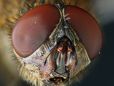 macro, fly, insect, nature