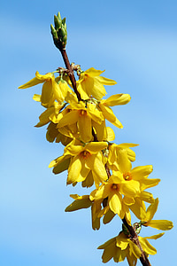 květ, žlutá, Bush, žlutý květ, Příroda, větev, čilimník