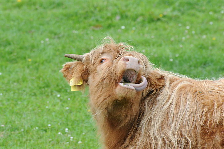 Ecosse, boeuf Highland, pâturage, boeuf d’Ecosse, Shaggy, cheveux, vache