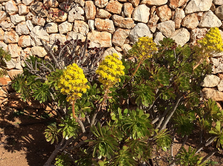 floare, generic aeonium arboreum, Mallorca, zid de piatra