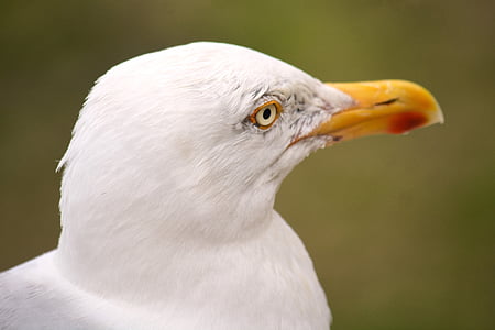gull, bird, nature, fauna, ornithology, animal, seagull