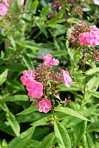 Phlox, merah muda, farbenpracht, bunga, Flora, tanaman, Taman bunga