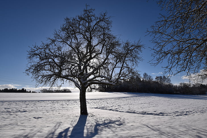 hivernal, sol d'hivern, arbre, l'hivern, il·luminació, cobert de neu, torna la llum