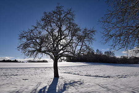 χειμερινές, χειμωνιάτικο ήλιο, δέντρο, Χειμώνας, φωτισμός, χιονισμένο, πίσω φως
