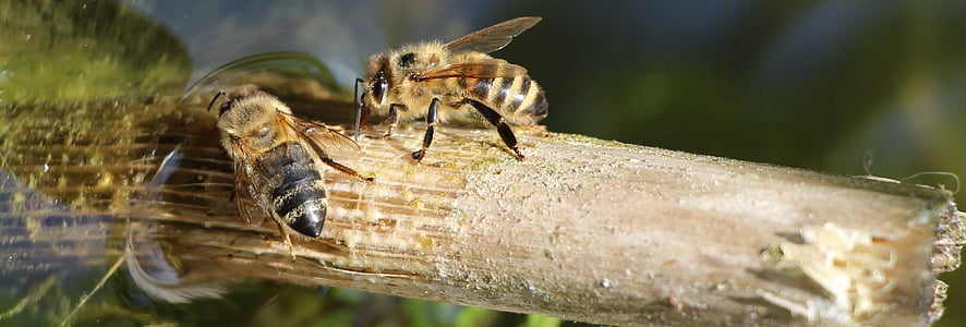 con ong, Lake, mùa hè, nước, một trong những động vật, động vật hoang dã, chủ đề động vật
