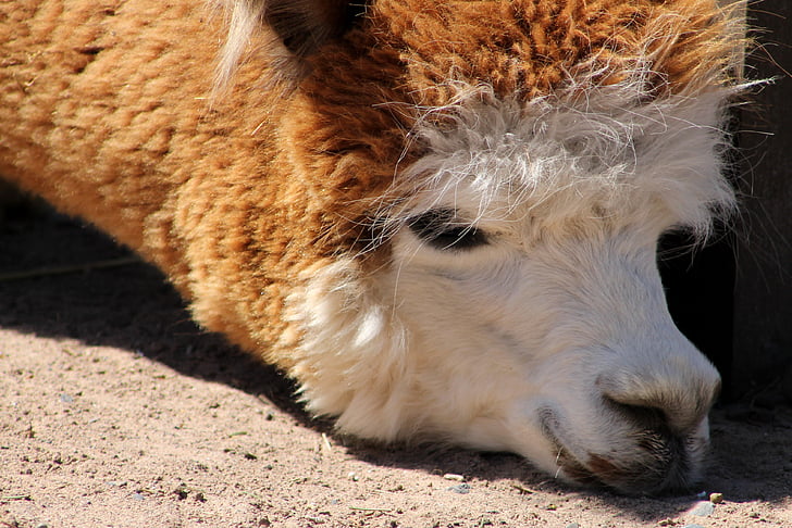 Lama, Zoo, zvíře, savec, Peru, kožešina, 