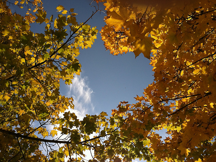 autumn, nature, leaf, season, yellow, trees, foliage