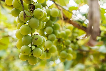 branch, food, fruits, grapes, grapevine, hanging, macro